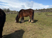 2 Year Old Cob x Irish Draught Colt