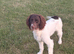 10 month old Male Sprocker