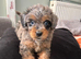 Miniature bernadoodle girl