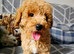 Beautiful schnoodle boy