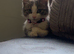 Make kitten needing a new home asap