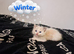 Pedigree GCCF Ragdoll Kittens - Ready to reserve