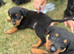 Rottweiler puppies looking for new jobs