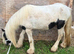 Ideal kids first pony