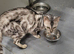 Silver bengal