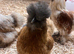 Silkies Fertile Eggs,Chicks,Pullets
