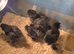 Silkie chicks