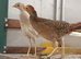 Red golden cockbird, 2026 hatched