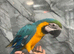 Ready Now Baby Friendly Super Tame Cuddly Blue & Gold Macaw Parrot,16