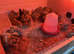 Jumbo quail chicks £2.25