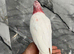 Friendly Baby HandReared Super Tame Cuddly Lutino Galah Cockatoo Parrot,18