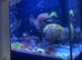 Marine tank, fish and corals for sale. All must go