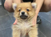 Pomeranias puppies for sale
