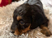 Miniature Dachshund's(reduced)