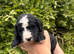 Old English sheepdog x poodle