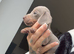 Minature dachshund