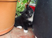 Adorable 8 Week Old Kittens Looking for Loving Homes