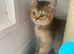 BSH Pedigree Silver Shaded and Golden Shaded
