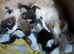 Snowshoe x British Longhair Kittens