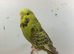 3budgies