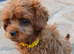 Beautiful Ruby Red & White Cavapoo Puppies