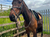 Maisie – 15.3hh, 16yo TB cross Mare – A True Confidence Giver ️