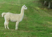 Females alpacas - Group of 6 pretty girls