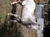 Few Spot mare 8 year old in foal (Project)