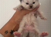 Ragdoll kittens