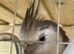 2 Year Old Male White Faced Cockatiel