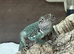 Collard lizards x 2