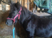 Reg. Miniature Shetland mare, 5yrs,