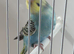 Baby budgie ring number 35 2026 rung