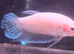 Halfmoon Male Betta