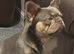 Fluffy French bulldog