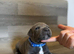 KC Registered Blue Staffordshire Bull Terrier Puppies ***Champions Bloodlines***