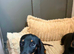 Tiny KC registered Mini dachshund girl