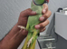 Indian Ringneck parrot