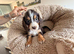Cocker spaniel puppies