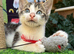 MALE KITTEN READY NOW