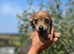 Chihuahua x mini dachshund