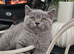2 Beautiful Scottish Fold And Straight Ear Kittens