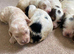 8 beautiful cockapoo babies