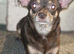 3 chocolate and tan Chihuahua puppies
