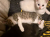 Beautiful kittens, ready now!