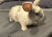 5 baby mini lop rabbits