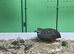 CHINESE PAINTED QUAIL - cocks