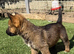 Working line German shepherd puppies