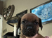 Beautiful puppies for for sale ready next weekend