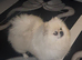 Russian toy Pomeranian boy